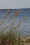 Seaoats